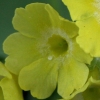 Primula Auricula Old Yellow Dusty Miller - Abriachan Nurseries